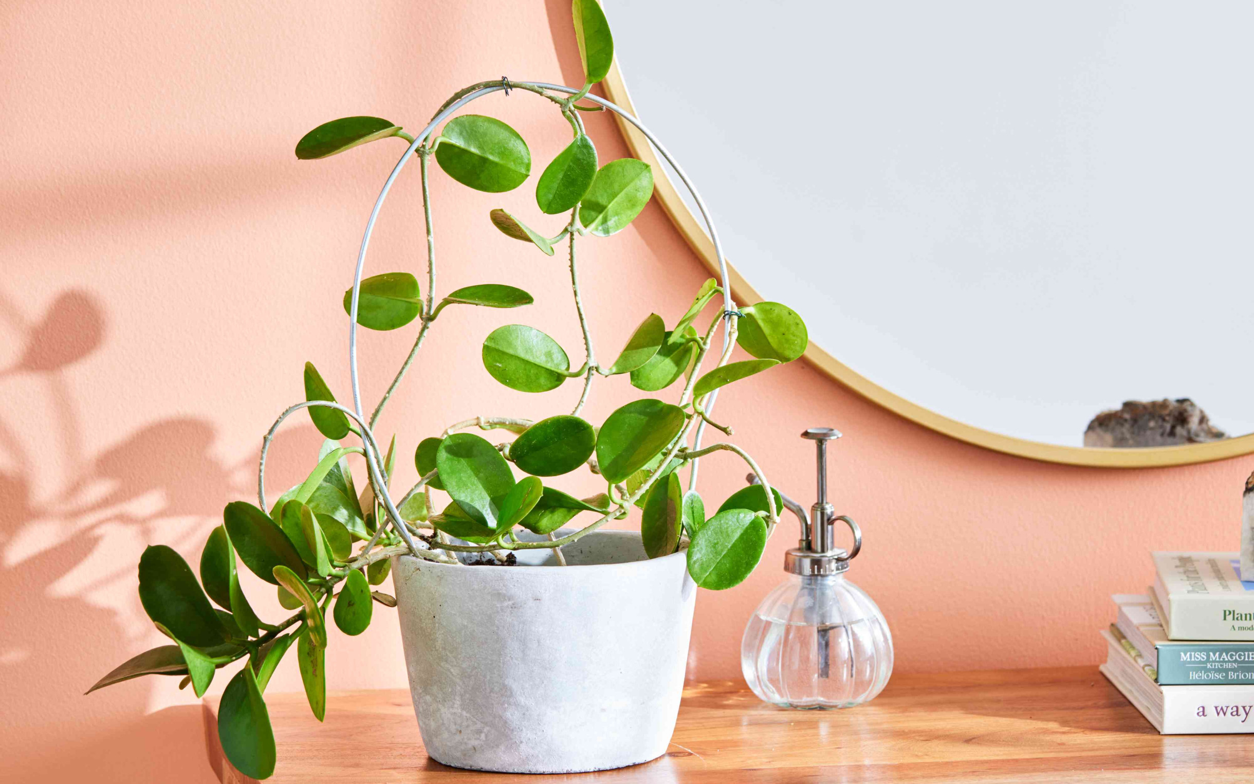 Mum Çiçeği (Hoya) Bakımı