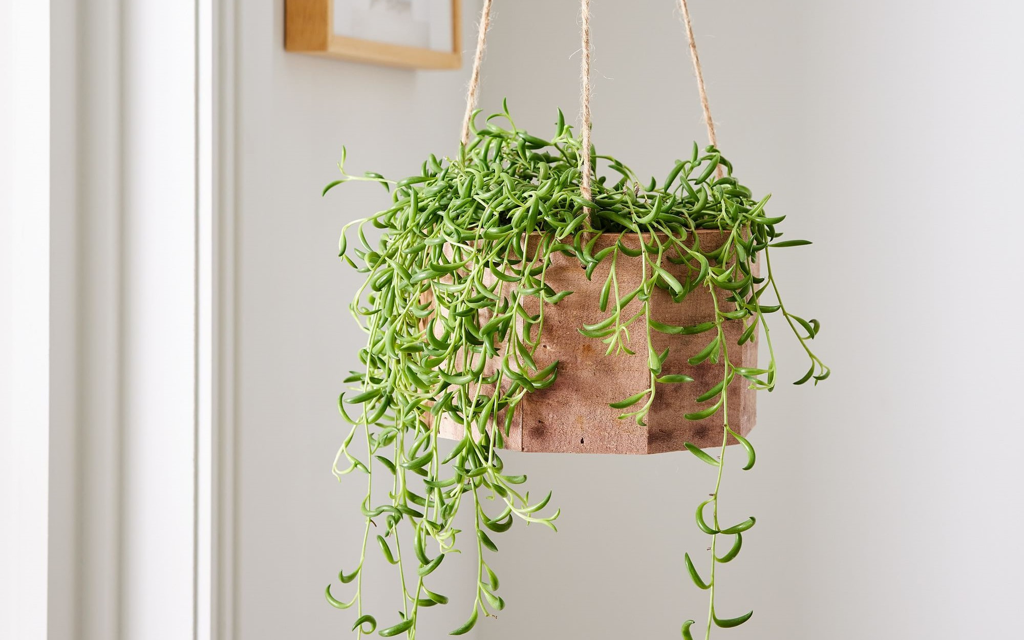 Muz Sukulent Bakımı (Senecio Radicans)