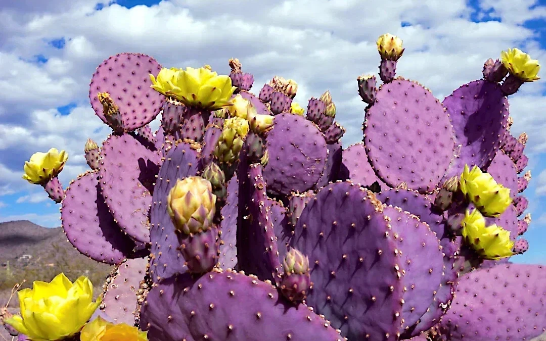Opuntia santa-rita Bakımı
