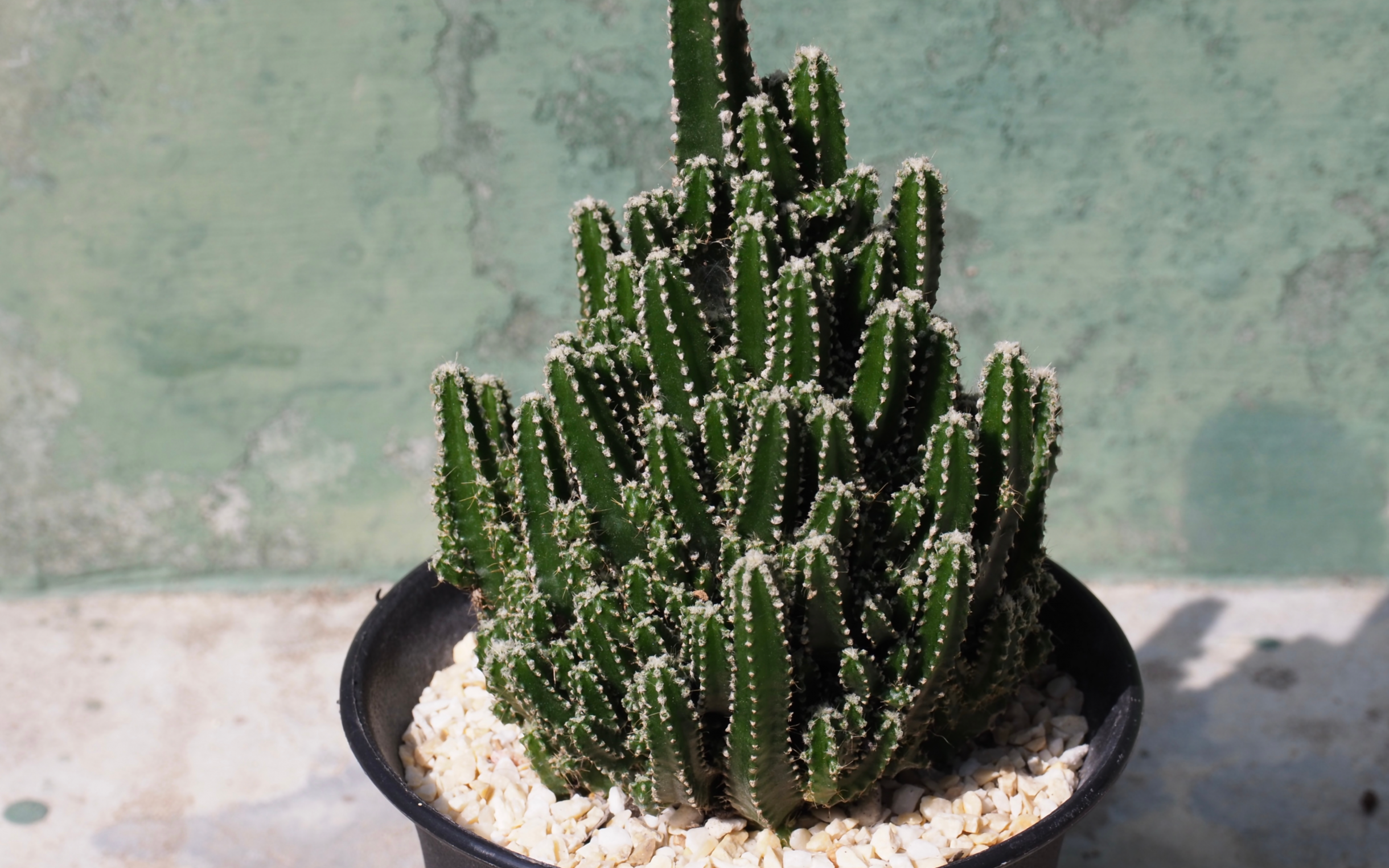 Perili Şato Kaktüs Bakımı