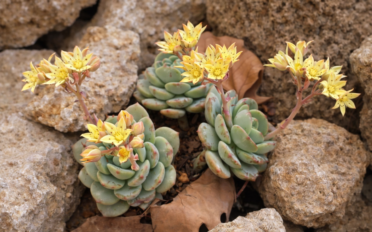 Sedeveria Bakımı Nasıl Olmalı?