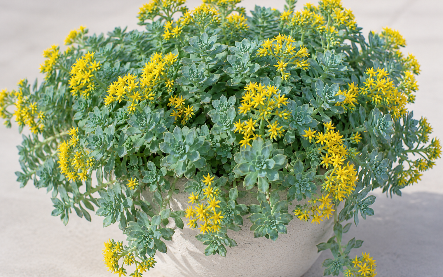 Sedum palmeri Bakımı