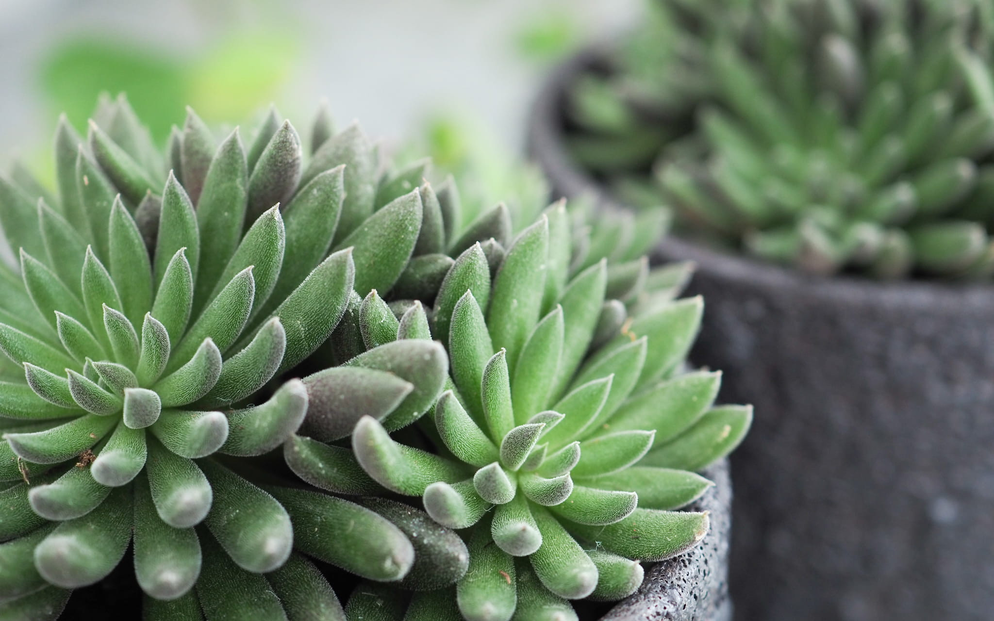 Sinocrassula yunnanensis Bakımı
