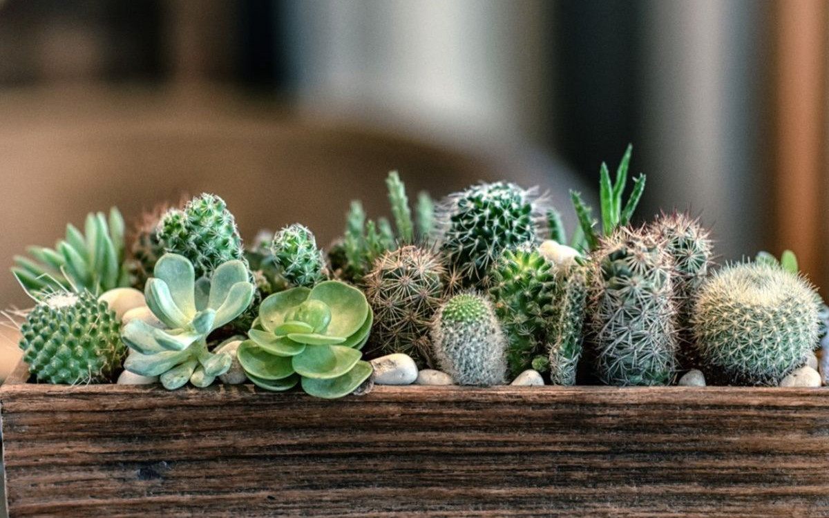 Sukulent vs. Kaktüs: Farkları ve Hangisi Size Uygun?