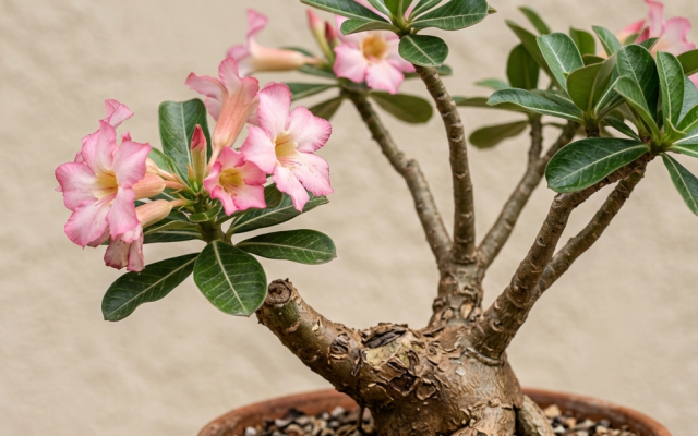 Adenium (Çöl Gülü) Bakımı