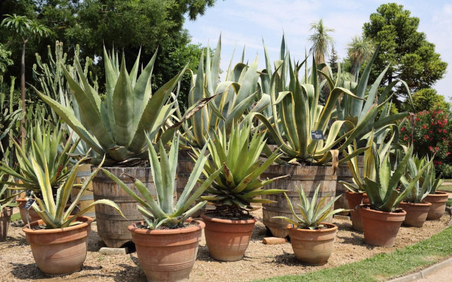 Agave Bakımı Nasıl Yapılır?