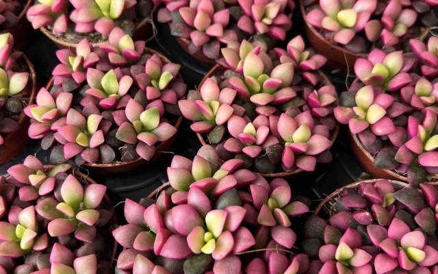 Anacampseros rufescens Bakımı Nasıl Olmalı?