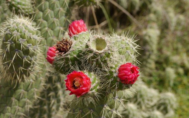 Austrocylindropuntia cylindrica Bakımı