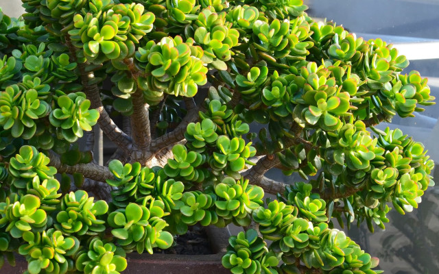 Crassula Bakımı Nasıl Olmalı?