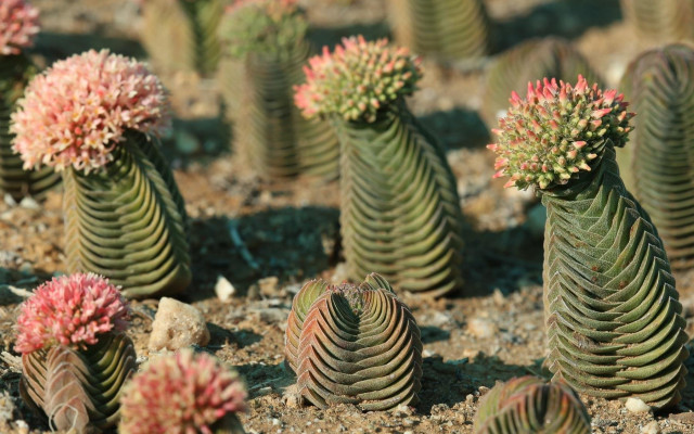 Crassula Buddha's Temple Bakımı