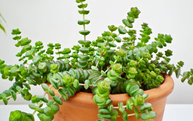 Crassula Marnieriana Bakımı (Tırtıl Sukulent)