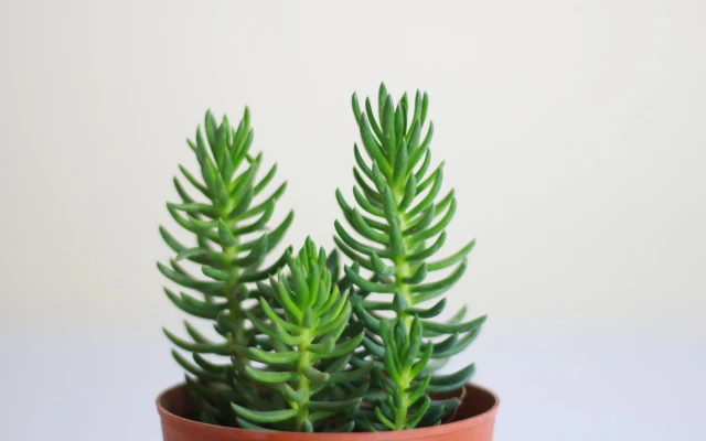 Crassula Tetragona Bakımı (Minyatür Çam Ağacı)