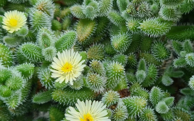 Delosperma Echinatum Bakımı (Turşu Sukulent)