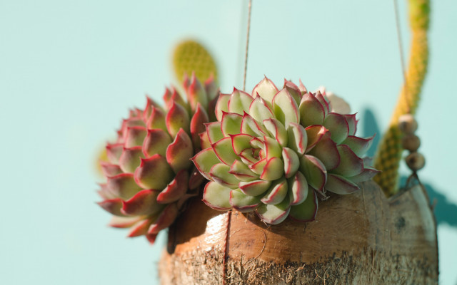 Echeveria Bakımı Nasıl Yapılır?