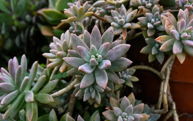 Graptosedum Bakımı Nasıl Olmalı?