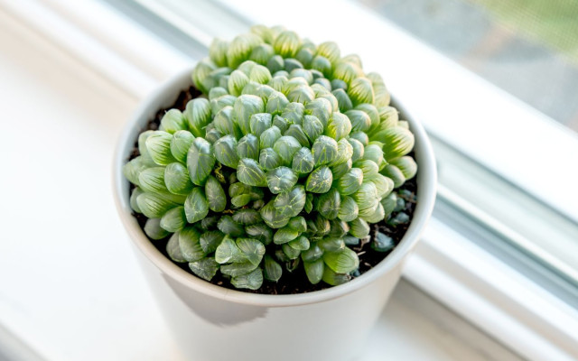 Haworthia Cooperi Bakımı