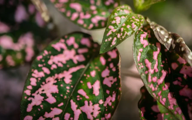 Hostes Çiçeği Bakımı (Hypoestes phyllostachya)