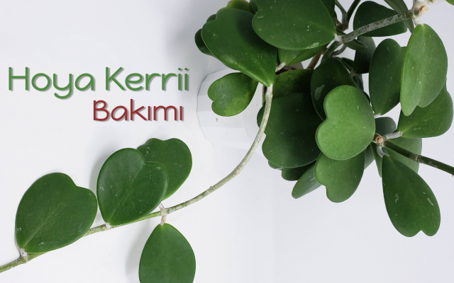 Kalp Sukulent Bakımı (Hoya Kerrii)
