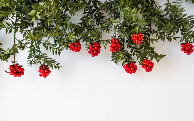 Yılbaşı Çiçeği: Kokina Bakımı ve Anlamı