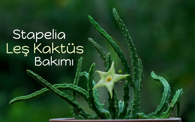 Leş Kaktüs (Stapelia) Bakımı