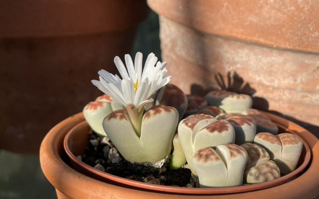 Lithops Taş Kaktüs Bakımı