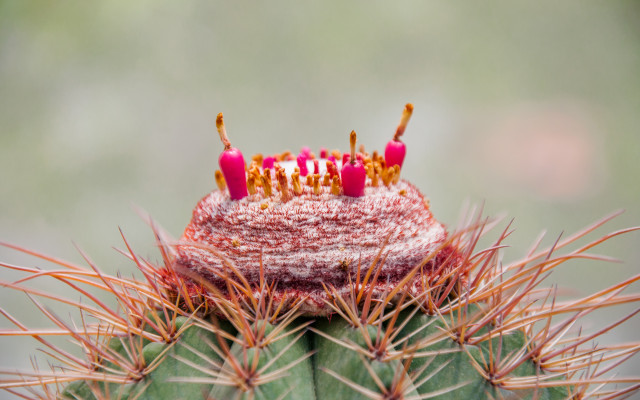 Melokaktüs Bakımı (Melocactus Matanzanus)