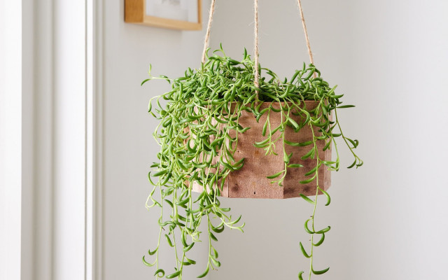 Muz Sukulent Bakımı (Senecio Radicans)