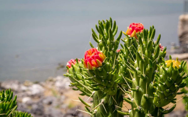 Opuntia Subulata Bakımı