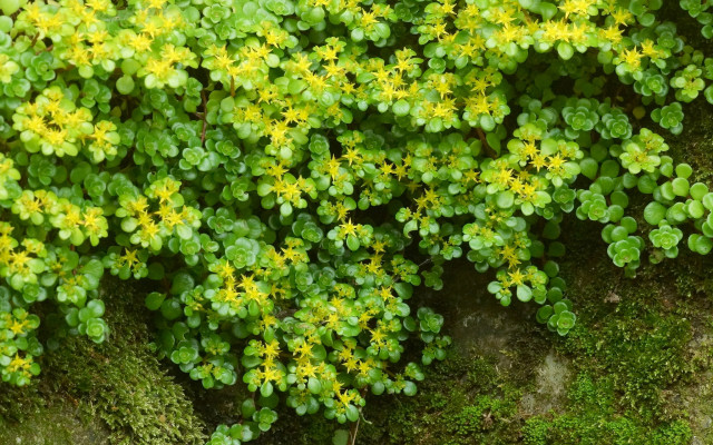Sedum Makinoi Bakımı