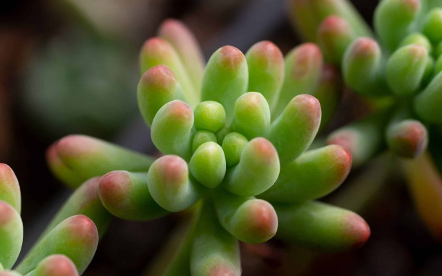Sedum rubrotinctum Bakımı (Jelibon Sukulent)