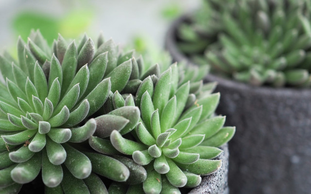 Sinocrassula yunnanensis Bakımı