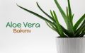 Aloe Vera Bakımı