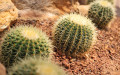 Altın Fıçı Kaktüsü Bakımı (Echinocactus Grusonii)