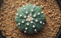 Astrophytum Asterias Bakımı