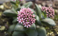 Crassula 'Springtime' Bakımı