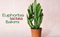 Euphorbia Lactea Bakımı