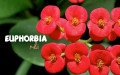 Euphorbia Milii (Dikenler Tacı) Bakımı