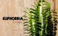 Euphorbia Trigona Bakımı