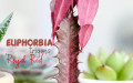 Euphorbia Trigona Rubra Bakımı