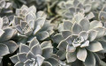 Graptopetalum Paraguayense Bakımı