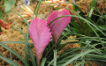 Hava Çiçeği Bakımı (Tillandsia cyanea)