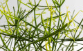 Kalem Kaktüs Bakımı (Euphorbia Tirucalli)