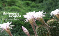 Kaynana Topuzu (Echinopsis Oxygona) Bakımı