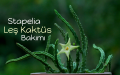 Leş Kaktüs (Stapelia) Bakımı