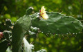 Opuntia Monacantha Bakımı