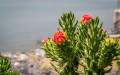 Opuntia Subulata Bakımı