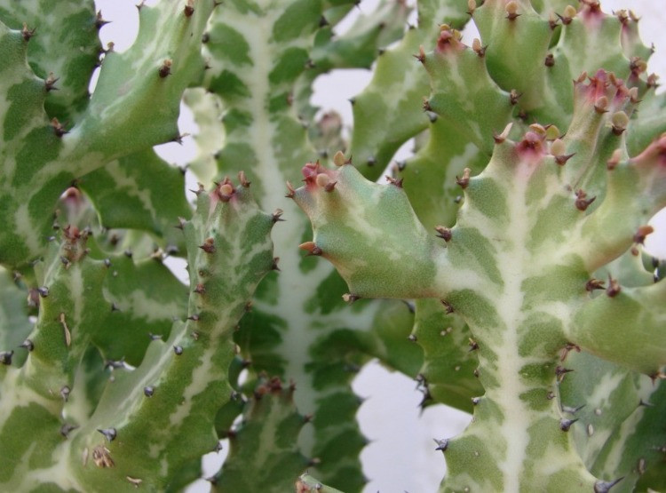 Euphorbia lactea Bakımı