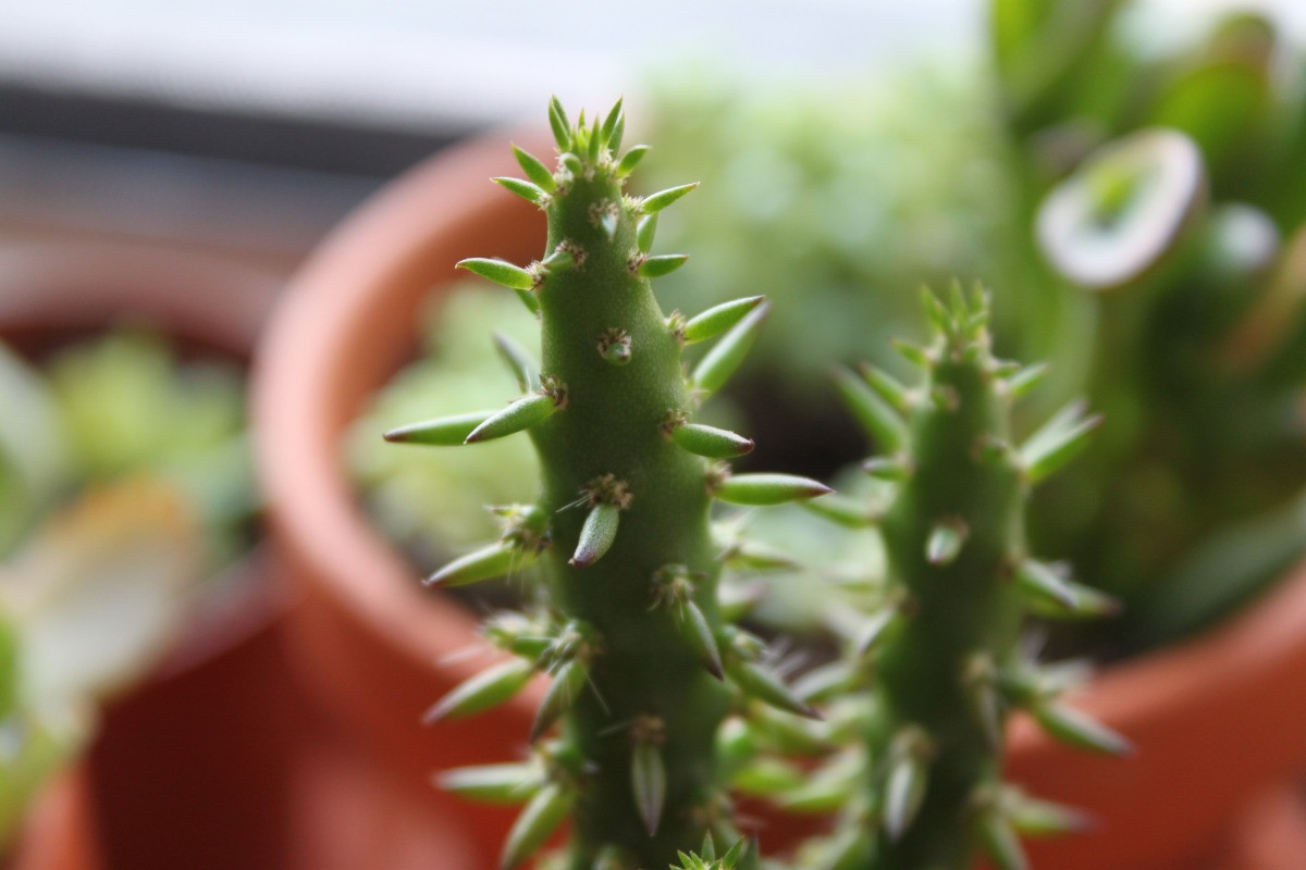 opuntia subulata bakımı