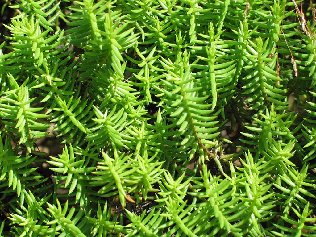 Crassula tetragona bakımı