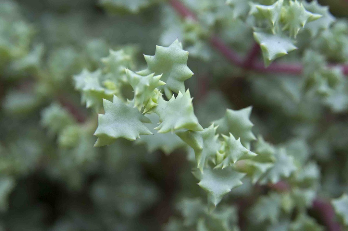 Oscularia deltoides bakımı